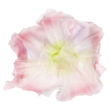 Glinda Cosplay Costume Outfits Halloween Carnival Suit wiked cosplay